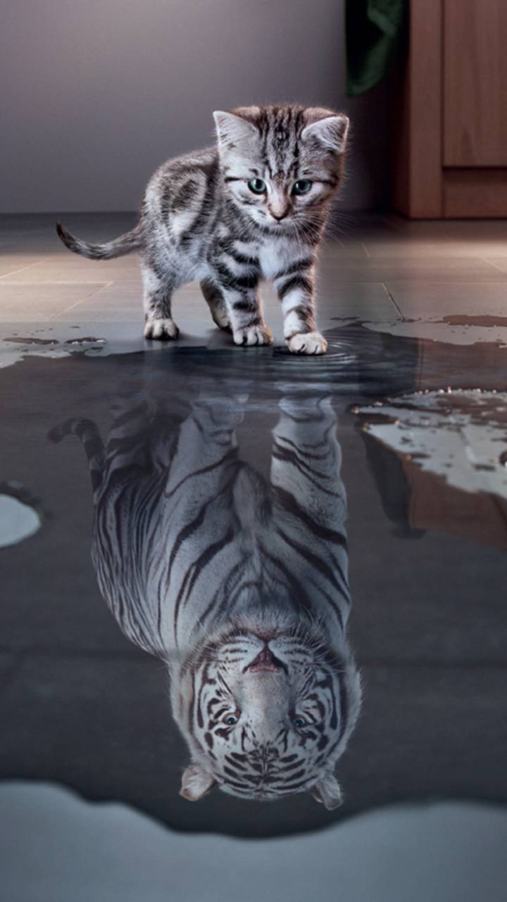 Libérer le tigre en toi grâce à Cap Orientation